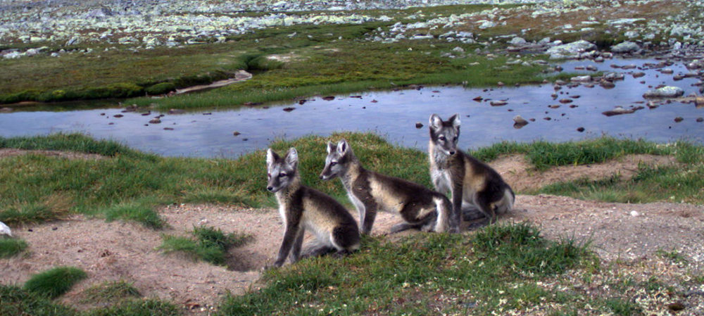 Three arctic foxes sitting by a pond on a mountain