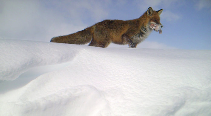 A red fox walking through the snow with a snack in his mouth