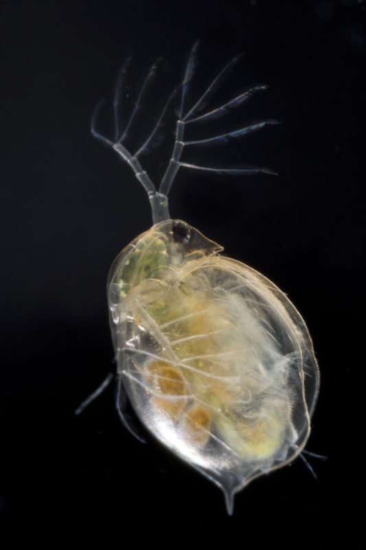 A water flea