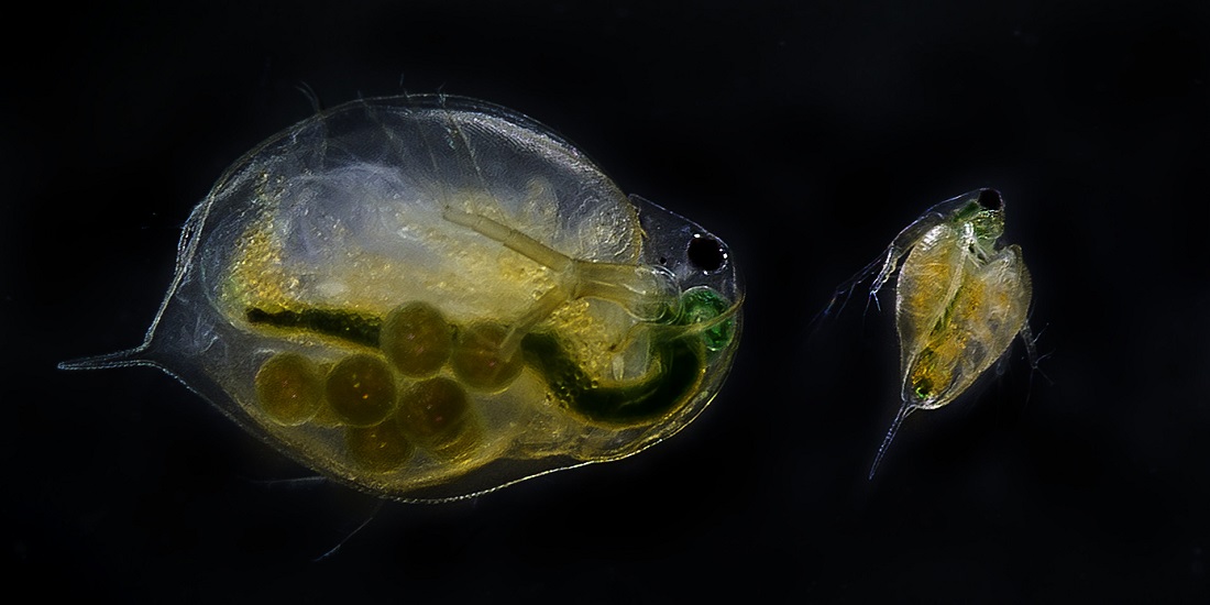 Som water fleas, they look translucent and strange