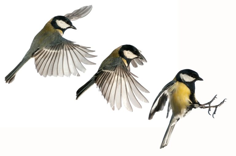 An illustration of a great tit landing