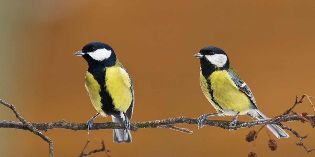 Great tits could be wiped out by climate change in near future