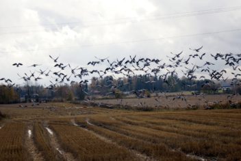 Barnacle geese flying over a barren field