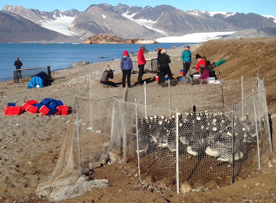 Geese and researchers in Ny-Alesund, Svalbard