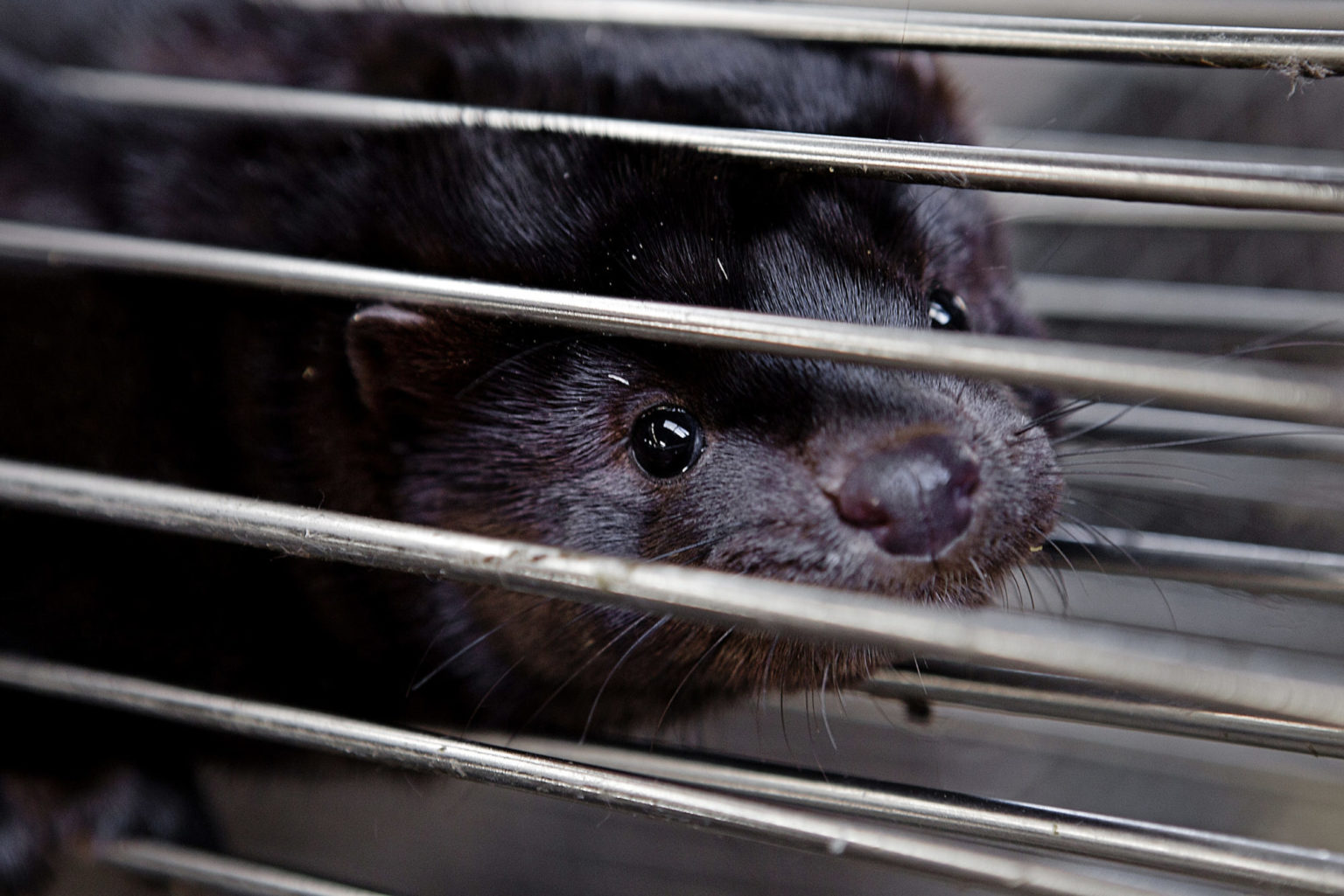 Virus might have mutated before it appeared in mink