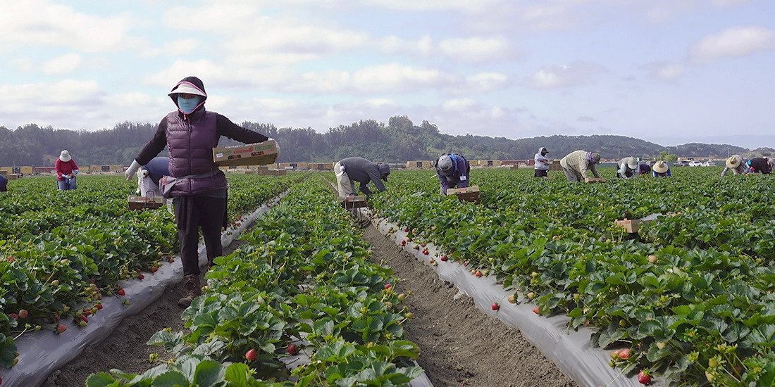 Worker immigrants in a field