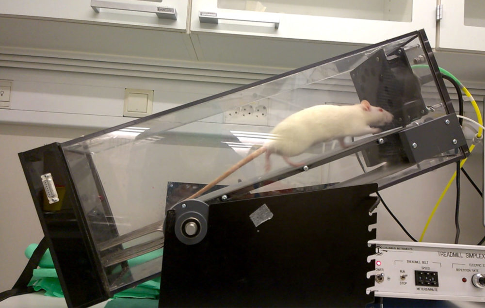 A rat in a test-cage