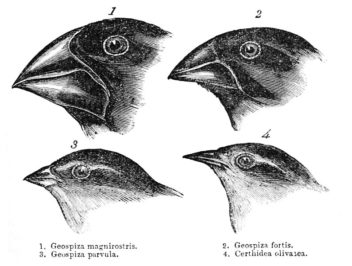 Four Galapagos finches with their different beaks