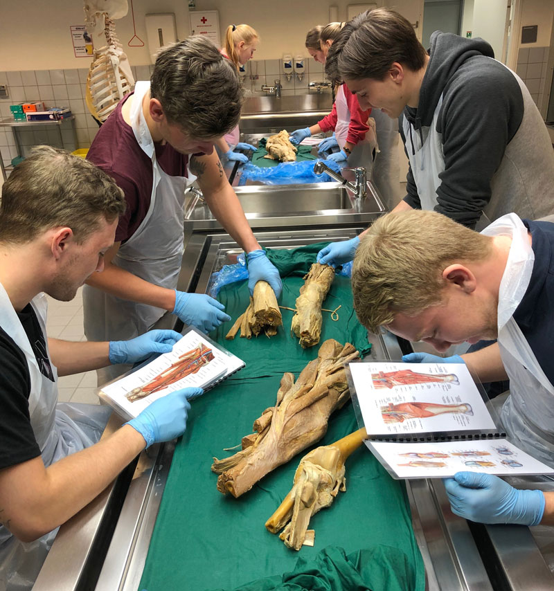 Physiotherapy students at NTNU look for nerves, bones and tendons, at human bodies.