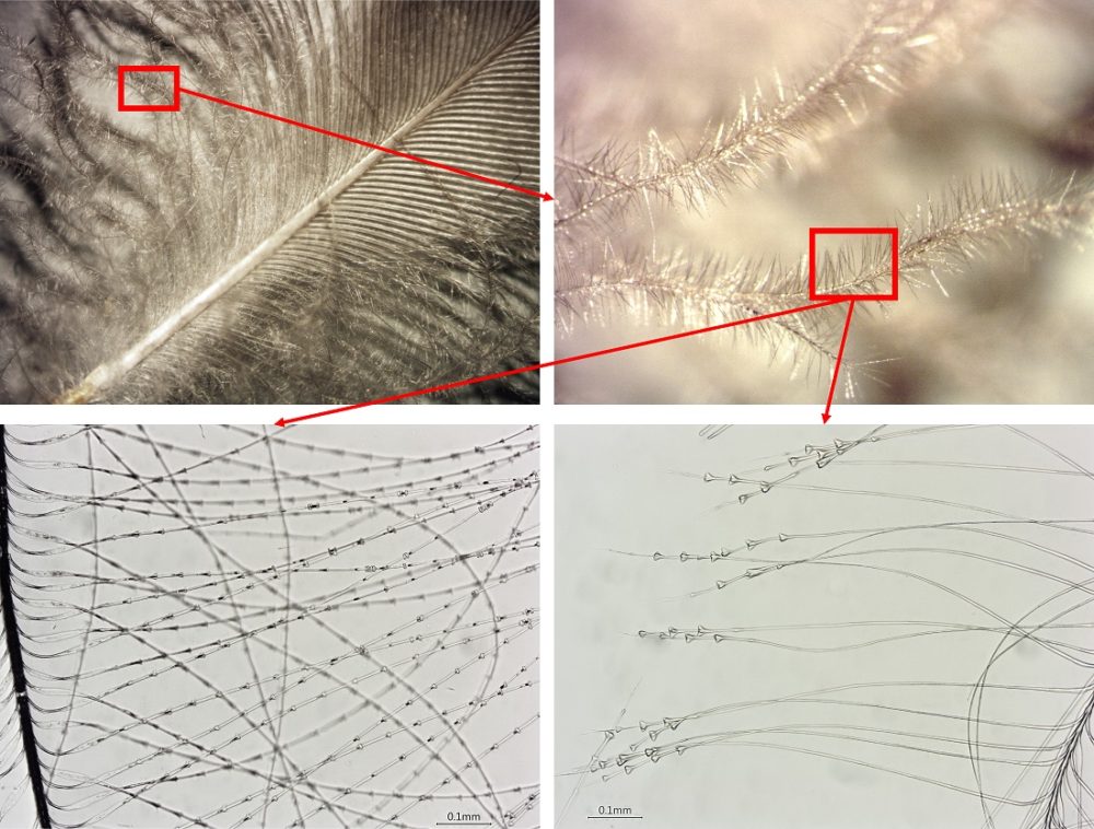 pattern analysis between old drawings and feathers