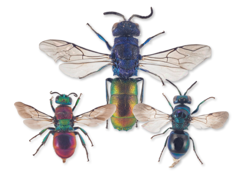 different wasps in strange colors