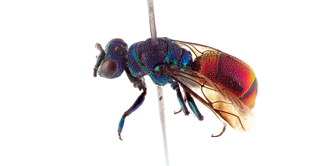 The new species of wasp