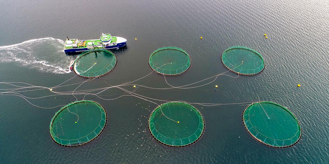 A salmon fish farm