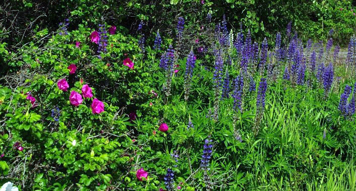 Garden lupine and rosa rugosa