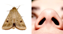 A moth and the nostrils of a man