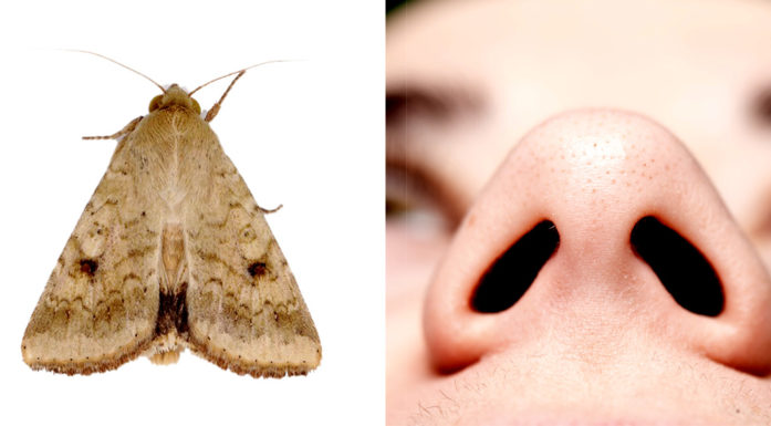 A moth and the nostrils of a man