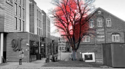 A red tree in a black an white photo