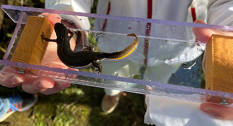 salamander in a box