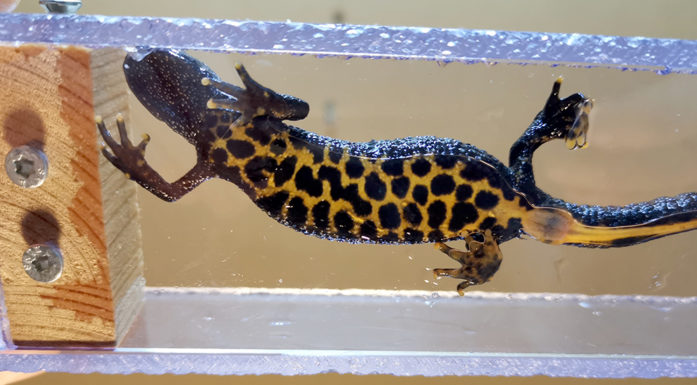 A salamander in a box