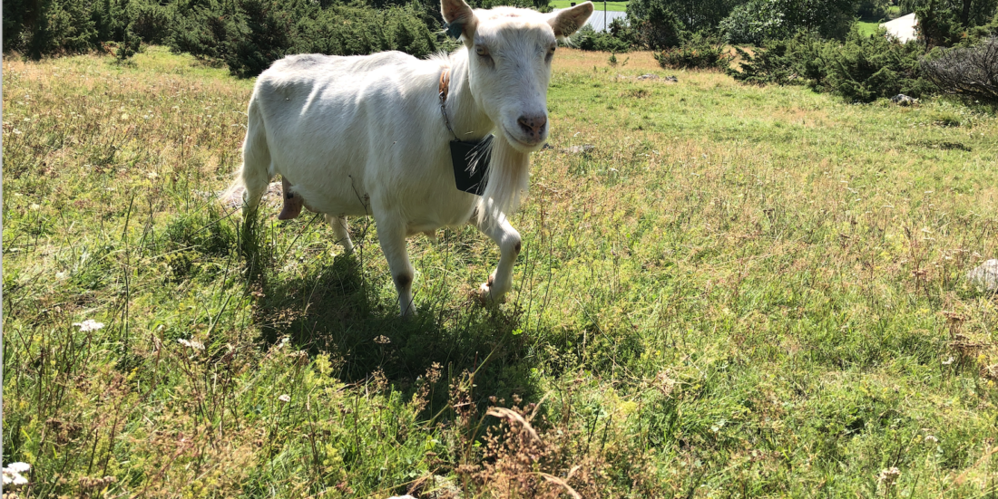 Goat in field with device around its neck