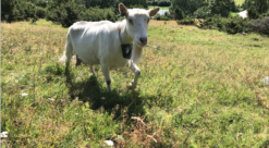 Goat in field with device around its neck