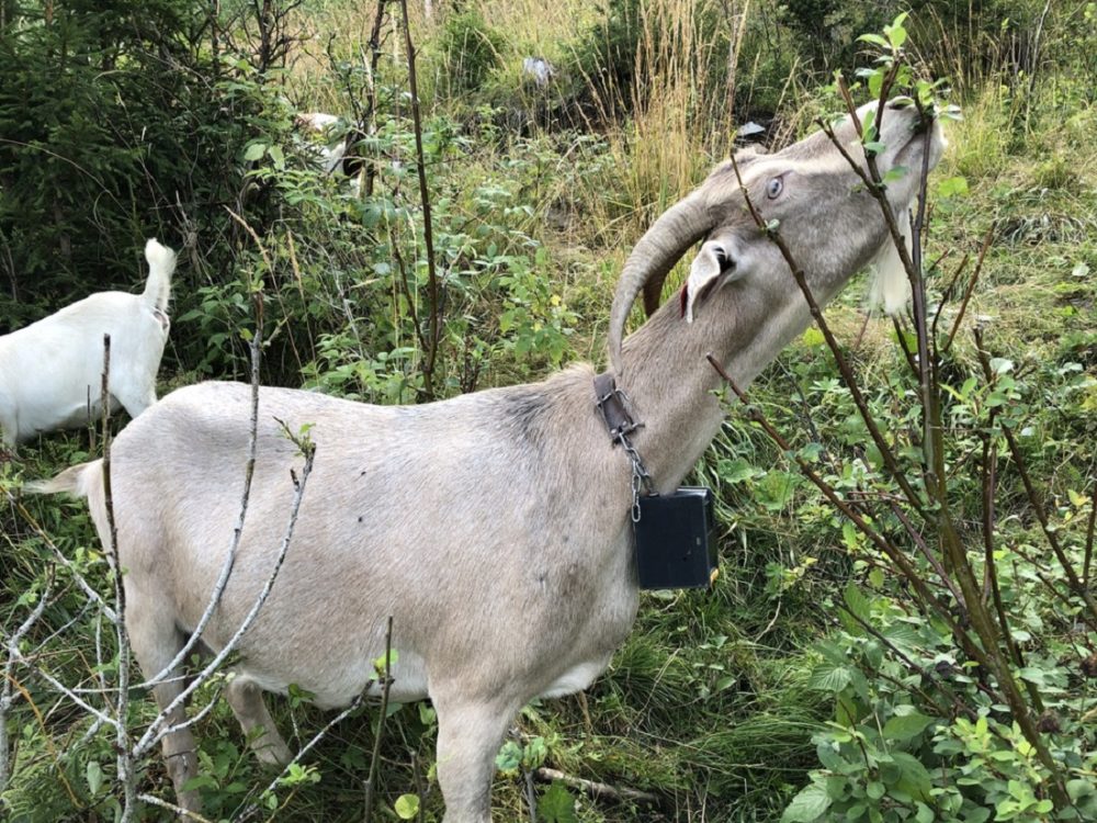 Goat grazing on shrub