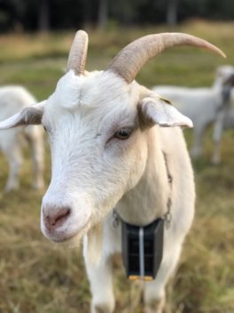 Close up of goat