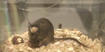 Mouse being observed in research lab