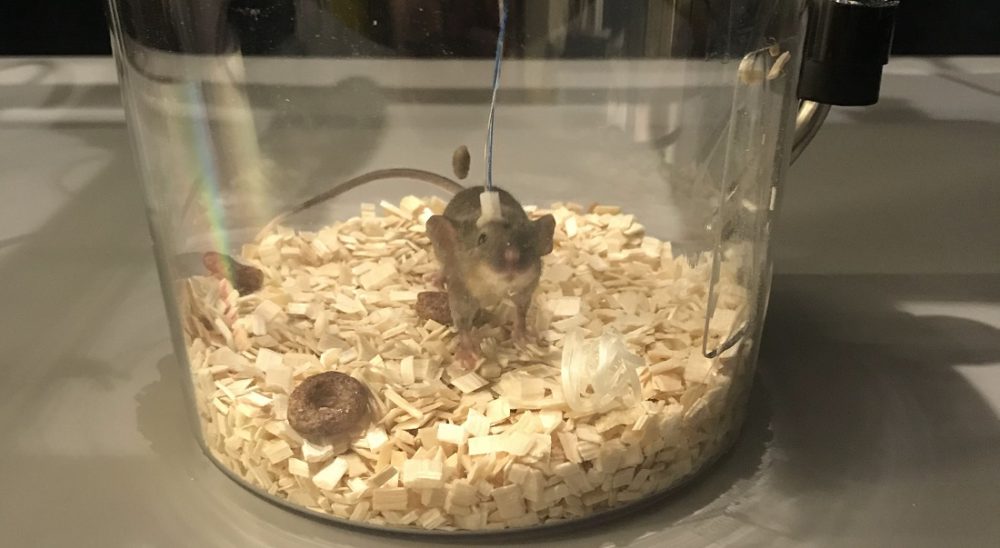 Rat being observed in research lab