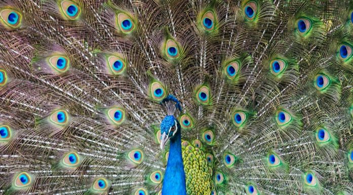 Illustration photo of peacock with feathers out