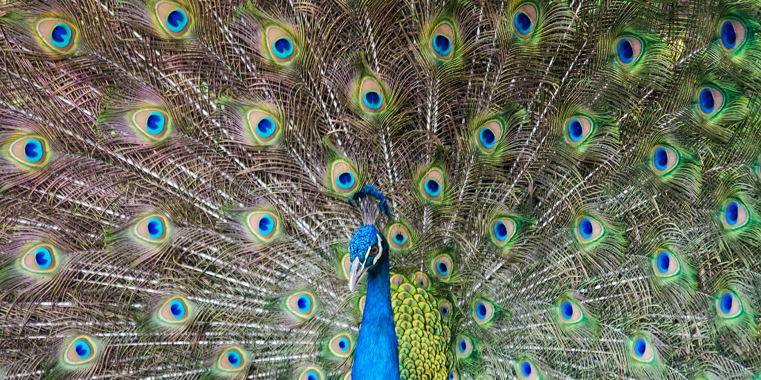 Illustration photo of peacock with feathers out