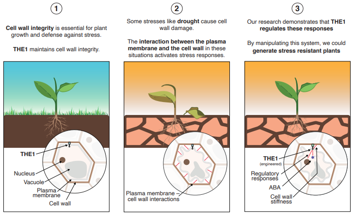 illustration of plants adaptiation to drought
