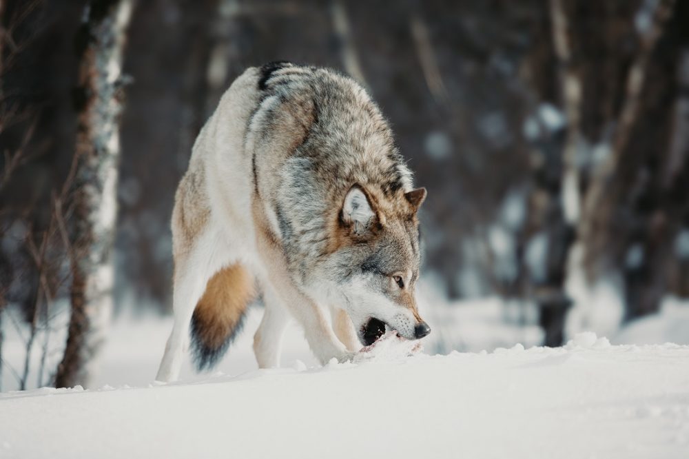 Wolf eating food in snow