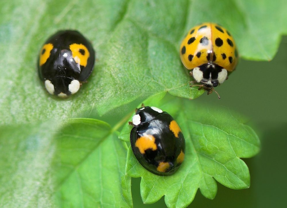 Harlequin ladybugs on leaf