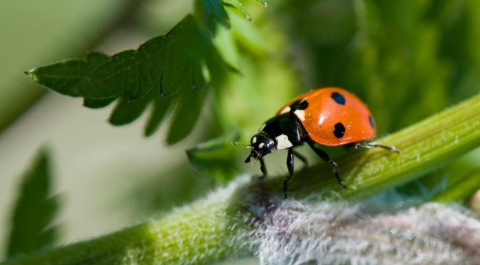 Ladybug on branch