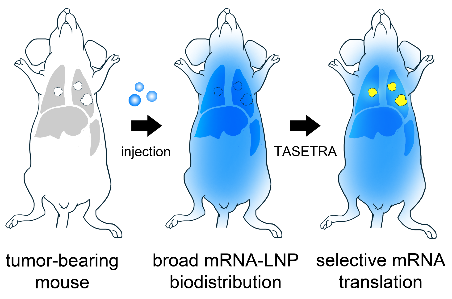 infographic that showcases how mRNA treatment works in rats