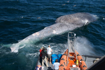 Blue whale after ship strike