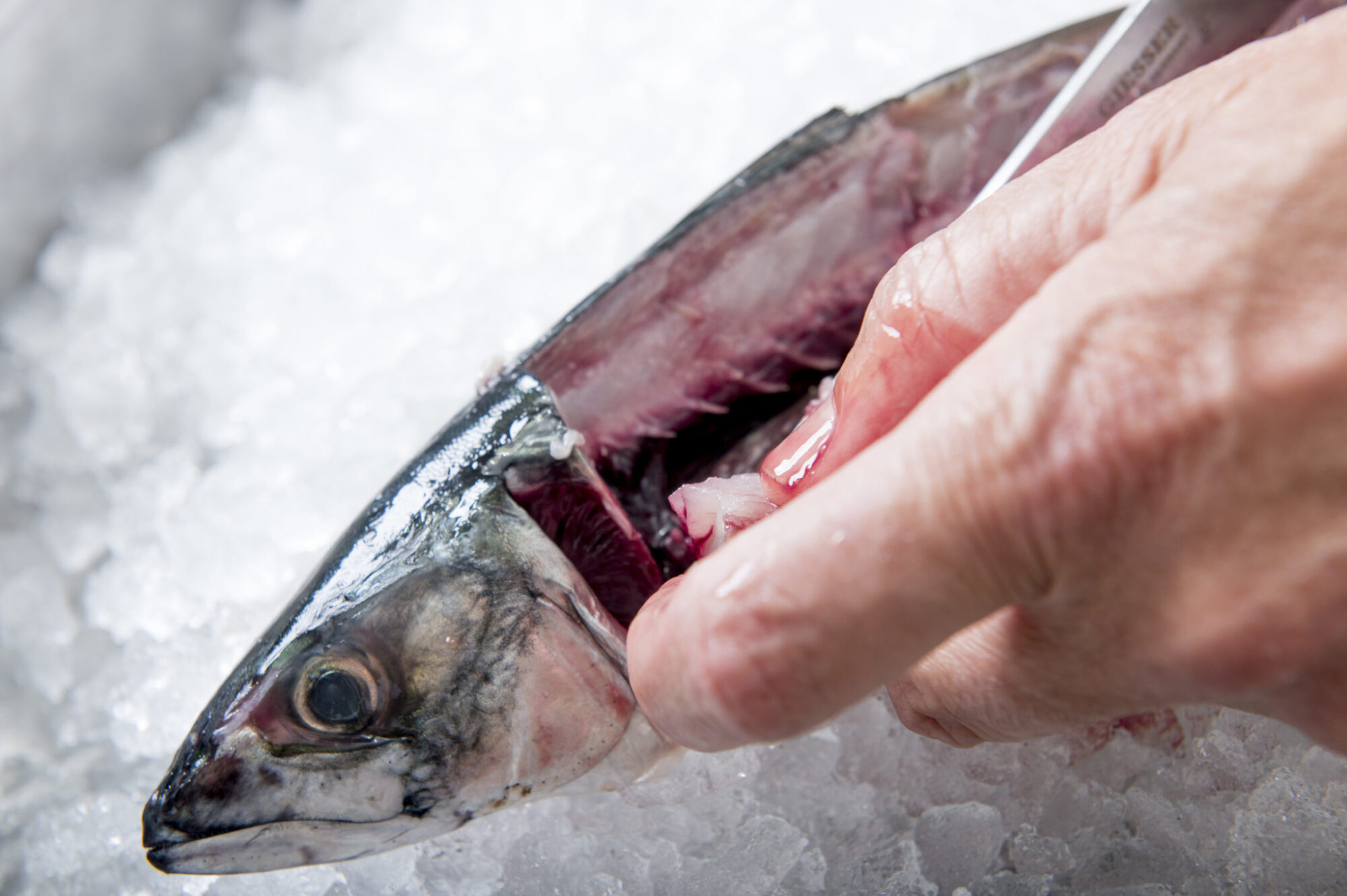 Post-mortem gaping response to crowding in Atlantic mackerel fillets.