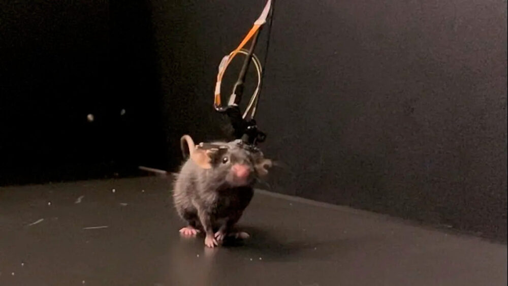The Mini2P on top of Leif Erikson the mouse. Photo: Kavli Institute for Systems Neuroscience