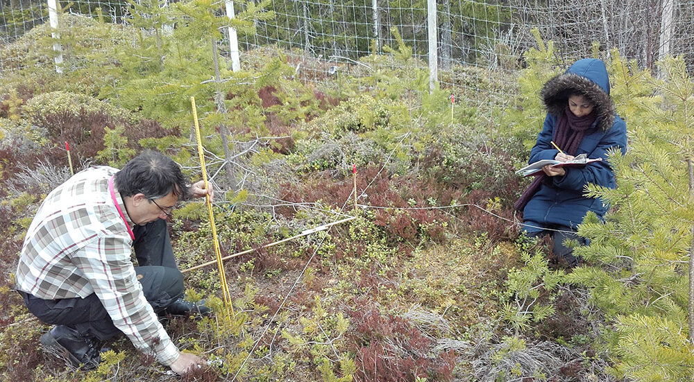 Researcher measuring vegetation growth in a plot