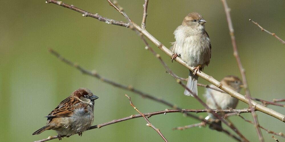 House sparrows in a tree