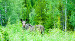 Moose in forest, photo by Endre Grüner Ofstad