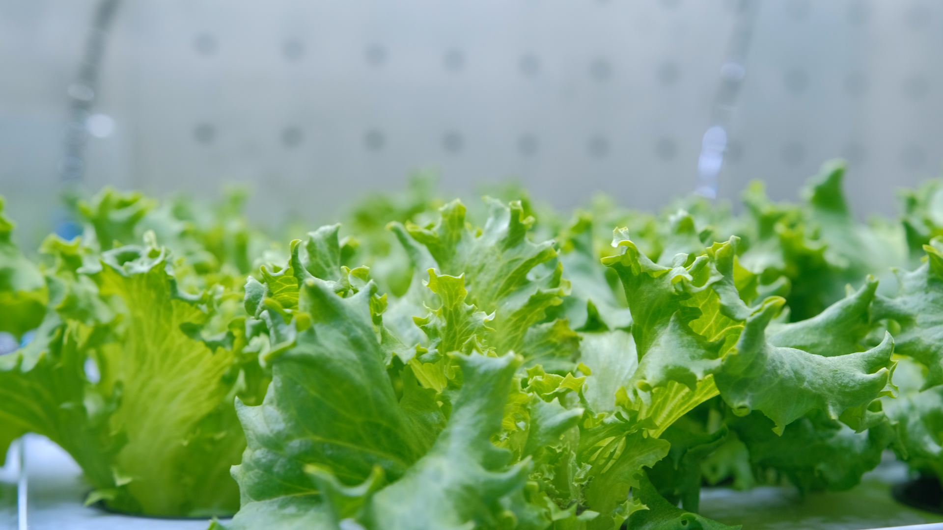 These lettuce plants have been grown in a ‘soil’ made of cellulose, with human urine as fertiliser