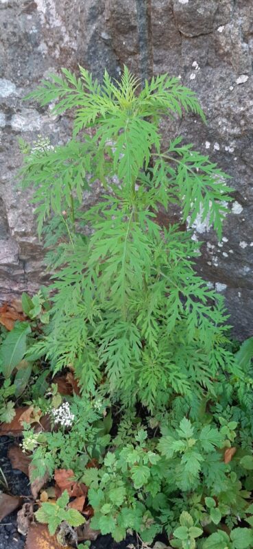 Common ragweed