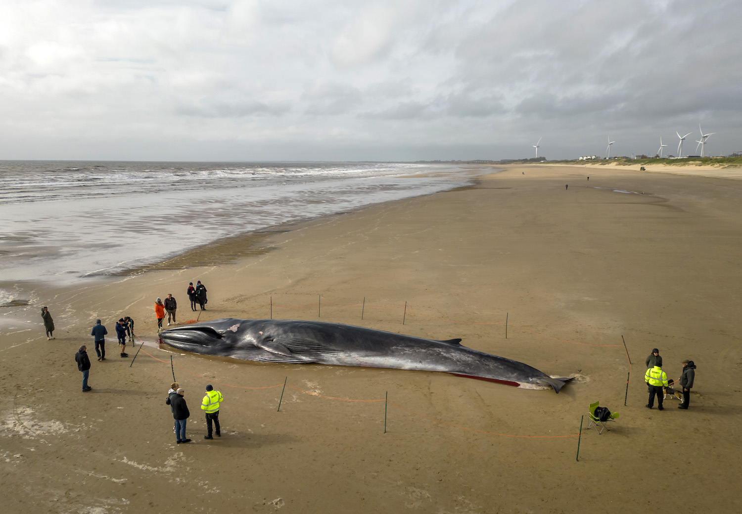Fin whale washed up in Bridlington