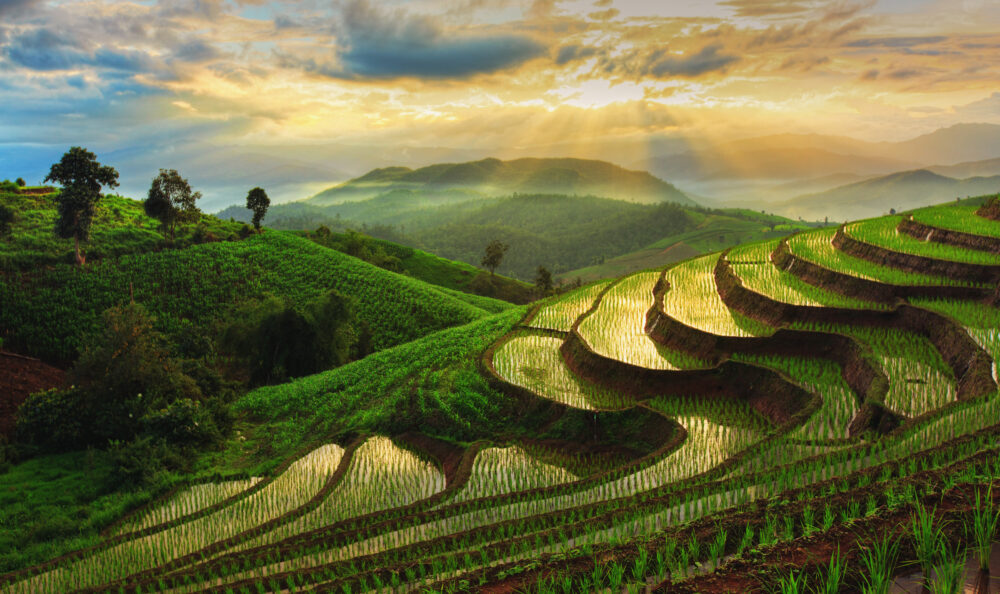 terraced rice field in Thailand