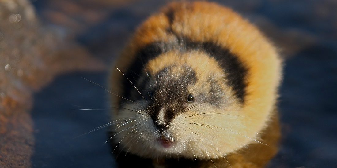 Lemming Animal Research Pages for learning about Arctic animals