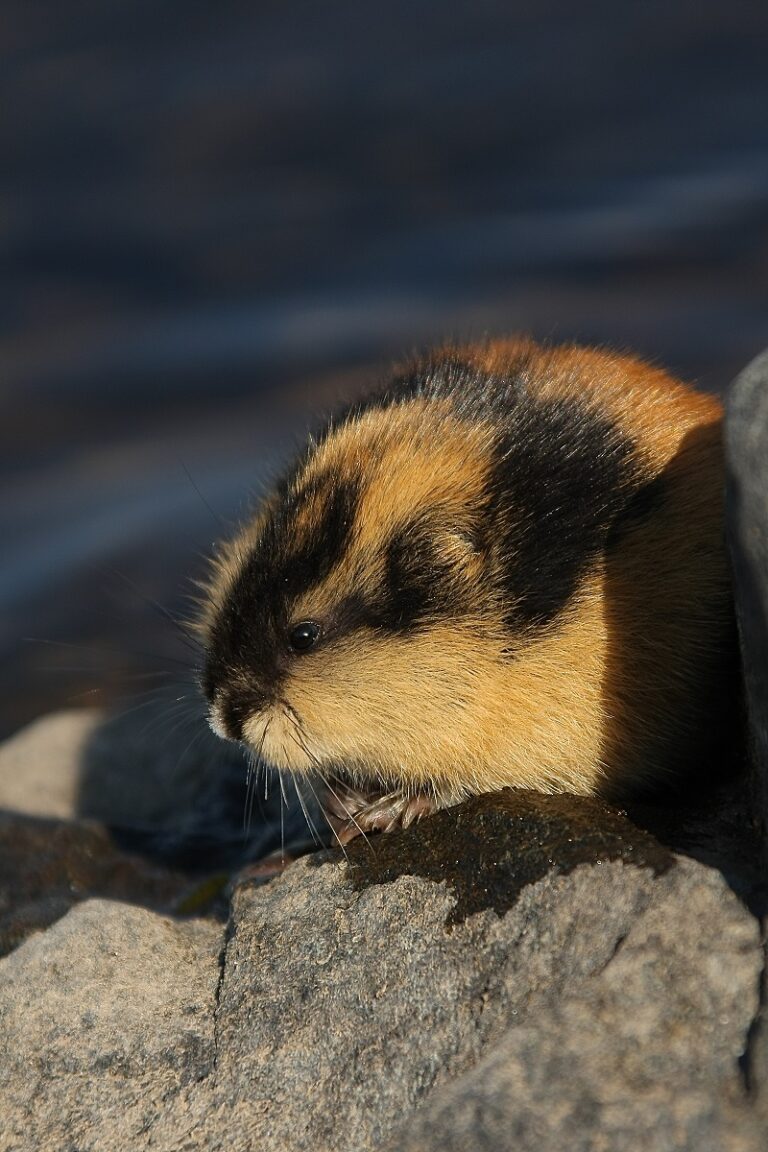 Facts About Lemming - Interesting And Amazing Information On Lemming