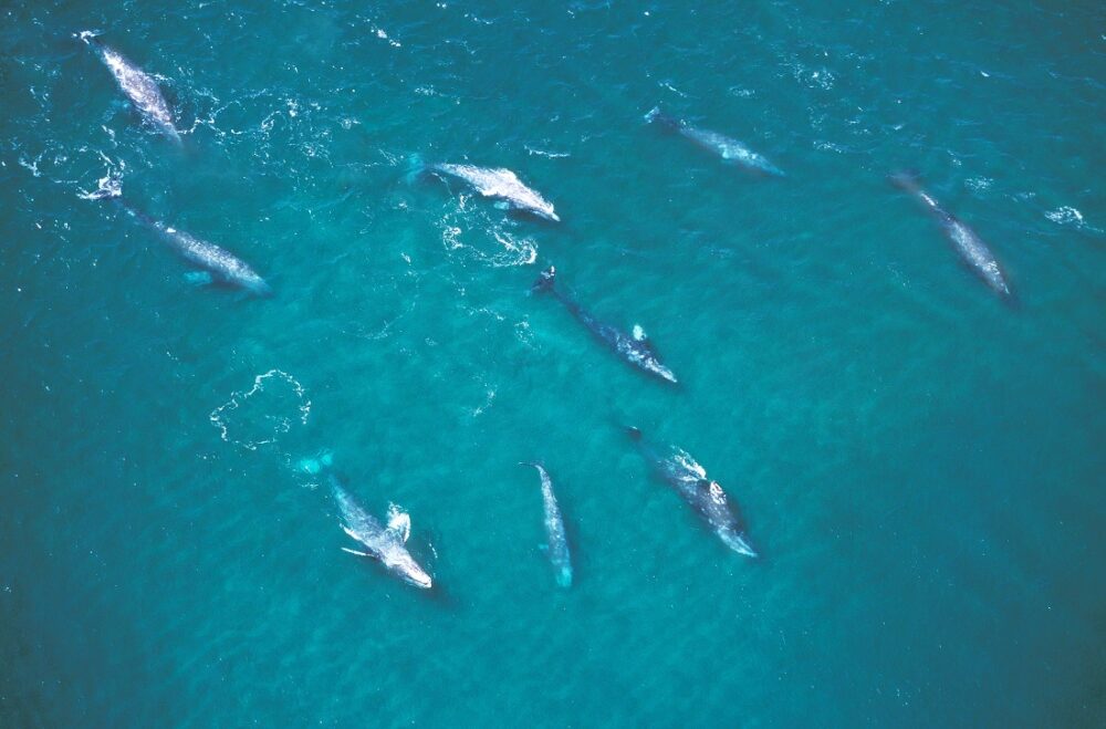 Whale Pacific Ocean