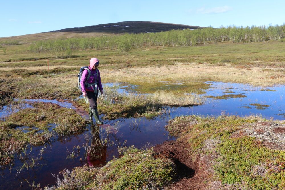 Hanna Lee in permafrost melting site, boggy area with palsas.